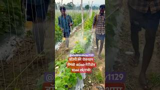 डॉउनी की रोकथाम करें इन दवाओं का प्रयोग से ytshorts shortvideo agriculture [upl. by Bokaj]