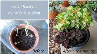 How I brought my coleus plant back to life [upl. by Bennion980]