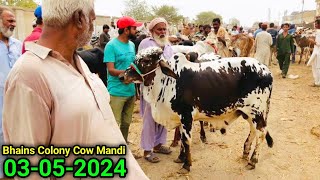 Bhains Colony Mandi Karachi Cattle Update 03052024  FRIDAY Special 150K Lost 😳  Cow Mandi 2024 [upl. by Kowal56]