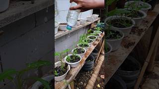 kale vegetable care in used media gardening [upl. by Pedaias]