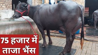 75 से 85 हजार में ताजा ब्याई भैंस  Premi Dairy Farm Dabwali Sirsa 9466028782 [upl. by Mayram]