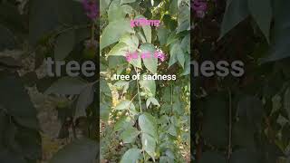 हरसिंगारNightflowering jasmineNyctanthes arbortristisnightblooming jasminetree of sadness vi [upl. by Trenna]