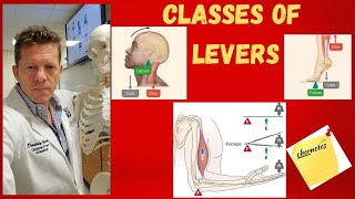 The Three Classes of Levers in the Human Body [upl. by Akzseinga687]