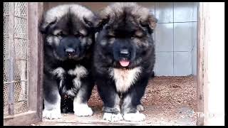 Best Puppies Caucasian Ovtcharka [upl. by Afra99]