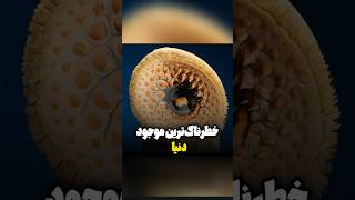 زالوی لامپری خطرناک‌ترین موجود دنیا [upl. by Roxie]