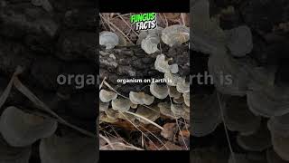 Fascinating Fungus Facts in 60 Seconds [upl. by Ahsal661]