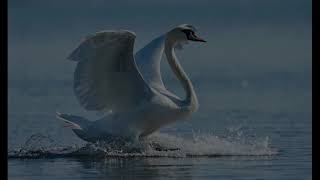 SaintSaens  The Swan Le Cygne slowedreverb [upl. by Belcher841]