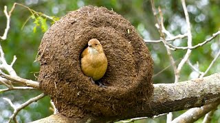 Amazing Bird Nesting  Engineer Bird Nesting Rufous Hornero BHR Natural Beauty [upl. by Jeramie]