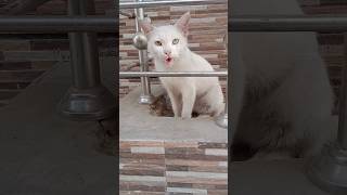 Beauty cat 😺 short nature wildlife white cat [upl. by Anoik]