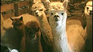 Alpaca Farming A Dramatic Lifestyle Change [upl. by Nythsa]