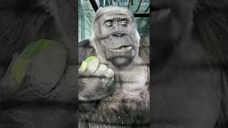 What Makes That Crunch Sound gorilla animals wildlife zookeeper dinner eating foryou [upl. by Eirroc]