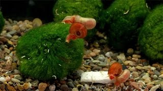 Posthornschnecken  Ramshorn Snails [upl. by Skipper]