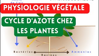 Physiologie végétale  Cycle dazote pour les plantes végétaleazote [upl. by Drake]