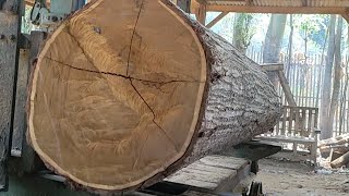 Biggest and most beautiful super acacia wood in sawmill 101 [upl. by Avin]