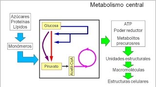 Metabolismo microbiano 02 Introducción Metabolismo central [upl. by Jerold]