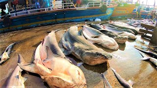 සද්ධන්ත මෝරු බාන එකම ලෙල්ලම  unbelievable fish market in sri lanka 😲 🦈👣 [upl. by Jermain]