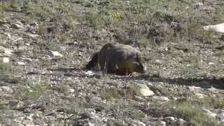 YellowBellied Marmot in California [upl. by Nesaj]