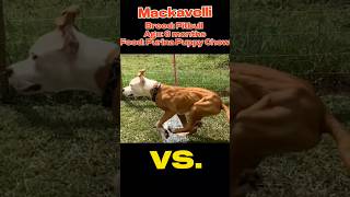 Muscled up Pitbull vs Rotti pitbulldog doglover rottweiler race [upl. by Miner812]