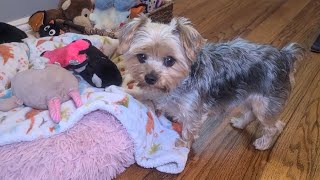 Rylies Afternoon FUNyorkies viralvideo Rylie [upl. by Chapland]