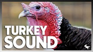 TURKEY SOUND REAL EFFECT [upl. by Reed]