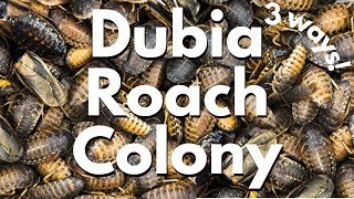 How to Set Up a Dubia Roach Colony  self cleaning dubia roach colony 3 ways [upl. by Georgeanna729]