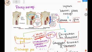 Osteomielitis  Patofisiologi Radiologi Xray Tatalaksana Komplikasi [upl. by Harding]