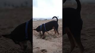 Funny Black Dog Basset happy dog PetSmart Grooming Petco Vet and More  YouTube Shorts Basset [upl. by Natiha408]