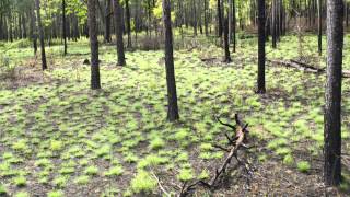 How Fire Can Restore a Forest A TimeLapse Tree View [upl. by Ilrac]