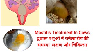 Mastitis Treatment In Cows  दुधारू पशुओं में थनैला रोग की समस्या और लक्षण  मधुवन पशु सेवा केन्द्र [upl. by Leirza]