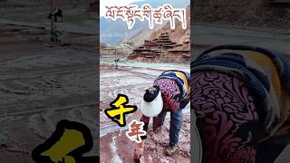 ལོ་ངོ་སྟོང་གི་ཚྭ་ཞིང་1000 years traditional Salt farm in Tibet tibetan [upl. by Aerbua]