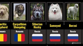 Comparison Dog Breeds From Different Countries Recommended Playback Speed  025x [upl. by Navap]