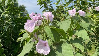 Ipomoea carneanature natureflowers flowers [upl. by Svensen980]