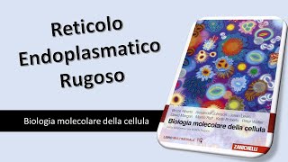 Reticolo Endoplasmatico Rugoso [upl. by Garlaand]