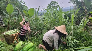 Harvest cucumbers [upl. by Israel]