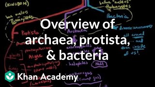 Overview of Archaea Protista and Bacteria  Cells  MCAT  Khan Academy [upl. by Kcirtemed]