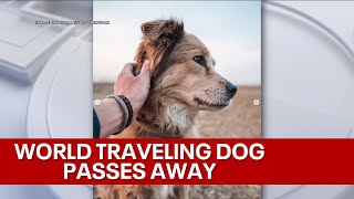 Dog who famously trekked around the world with owner dies I didnt know anything could hurt this m [upl. by Nawuj]