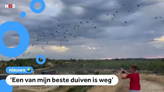 Duizenden waardevolle duiven zoek door onweer [upl. by Iliam]