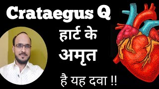 Crataegus Q Homeopathy Benefits and Uses in Hindi  Heart Tonic  Chronic Heart Disease Homeopathy [upl. by Ocirled447]