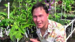 Tropical Perennial Vegetable Gardening in Hawaii [upl. by Remat]