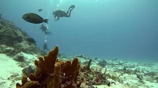 5 Huge Pufferfish at 2min 5sec Yucab Reef Cozumel [upl. by Litt737]