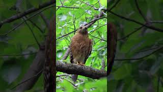 Redshouldered Hawk calls [upl. by Ahsrav115]