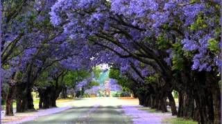 Palito Ortega Cancion del Jacaranda [upl. by Balkin374]