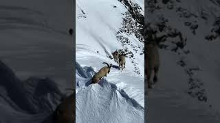 Northern Ibex shortsfeed youtubeshorts trending youtube viral ytshorts [upl. by Kcirdec]