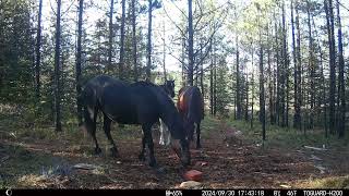 quotA Special Late Arrival  Welcoming a New Foal to the Ranchquot [upl. by Llednil745]