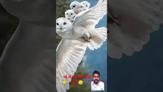 💙🙏 Laxmi pecha🙏💙 love viralvideo [upl. by Airet]