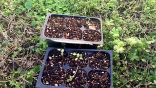 Starting Aronia From Seed [upl. by Yecaj]