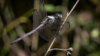 Virtual Visits Lower Hillsborough Wilderness Preserve [upl. by Jaquelyn409]