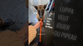 Luppa brocanteuse basketeuse musicienne 😁 doglover malinoislovers malinois belgianmalinois [upl. by Macintosh]