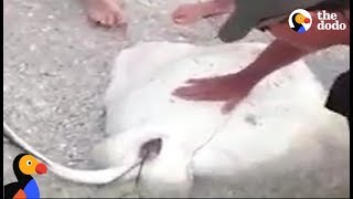 Sting Ray Caught On Fishing Line Gives Birth  The Dodo [upl. by Brooks]