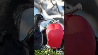 Great Frigatebird Mating Season  Galápagos  Lindblad Expeditions [upl. by Isis]